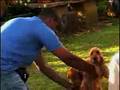 Making off do comercial Pedigree