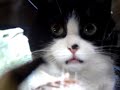 Psycho kitty strikes again Psycho kitty strikes again