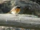 Redstart