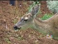 hunters recruited to take e  coli testing samples