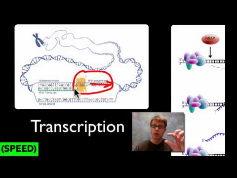 how to dissolve tryptophan