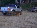 bufalo perdido en playa paraiso
