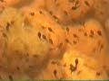 Tadpoles Tadpoles
