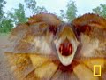 Freaky Lizard