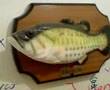 Singing Fisch... Don´t worry be Happy