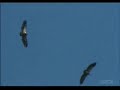 In the Wild: Young Tiger Cubs hunt Vulture