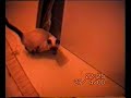 Guincho mon chat 1 an ! Mai 2000 Guincho mon chat 1 an ! Mai 2000