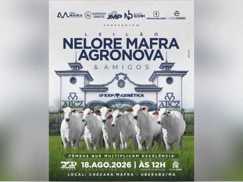Leilão Nelore Mafra e Agronova