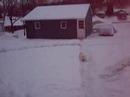 Dog Playing in the Snow