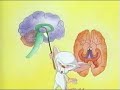 Neuroanatomy of the brain Neuroanatomy of the brain