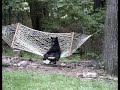 bear relaxing in hammock  c 