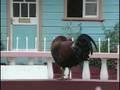 Windward Islands Travel Doc 05