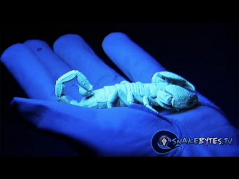 Watch 'SnakeBytesTV-Kids Love Snakes'