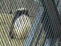 Tai Shan, Vocalizing Panda Tai Shan, Vocalizing Panda