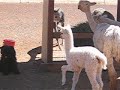 Alpaca cria with puli Alpaca cria with puli
