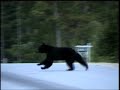 Bear Bear