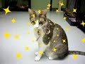 Jasper the cat from AAWL!