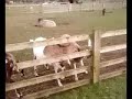 Darren (White Post Farm)