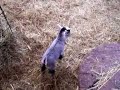 New kids in Alaska! Pygmy goat triplets!