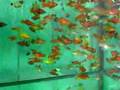 platy assorti ML