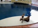 michael-jackson-smooth-criminal-walrus-dance.html
