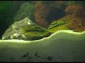 Salvini Cichlids