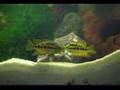 Salvini Cichlids