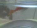 nemo:):):):)****