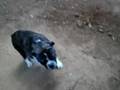 olde english bulldogge