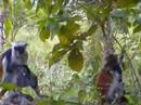 Red Colobus monkeys op Zanzibar (Tanzania) Red Colobus monkeys op Zanzibar (Tanzania)