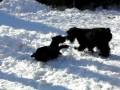 videos de Standard Schnauzer Puppies Iska & Diallo Snow Play