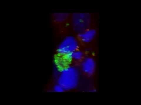 how to grow immortal cells