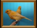 Canarios y Fring�lidos