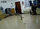 skate boy,just 4 years old
