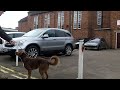 Dog chain surfing - Original