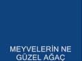 12 - ŞAİR VE BESTECİ:ÜNAL B. - YAZIN GÖLGEN NE GÜZEL AĞAÇ