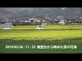 うきはかいねっと　道の駅観光案内所より、展望台から眺める菜の花畑の今を紹介です。　2019/03/26
