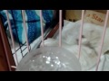 Click here to watch this video れみの育児27大変なことになりそうだ...