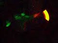 Ange - Ultra glowstringing (Stage view) Ange - Ultra glowstringing (Stage view)