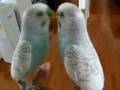 Bird in the Mirror