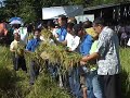rice harvest festival 2008 by uncle organics corporation