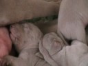 weimaranerpups Cherry x King 20081112 weimaranerpups Cherry x King 20081112