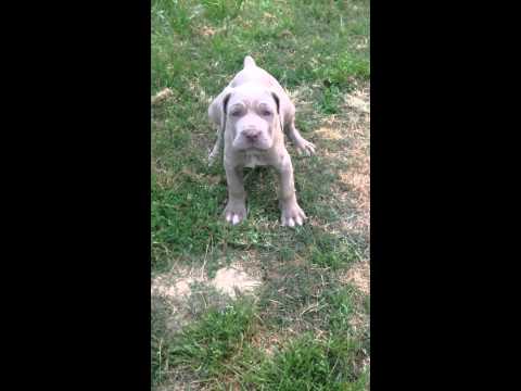 Female purple collar neo