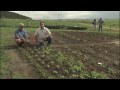 Vegetable Garden Irrigation System