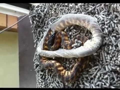 how to care python leather