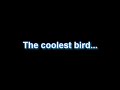 The Coolest Bird On This Planet