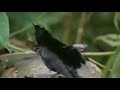 The Coolest Bird On This Planet The Coolest Bird On This Planet