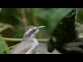 The Coolest Bird On This Planet