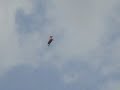 El caballo volador es un globo y lo demuestro. Hace falta que Maussán demuestre que es un caballo vivo y que mueve las patas. Seguimos esperando que presente las pruebas del movimiento de las patas. ¿Porqué en el video de Maussán no se le mueve la cola o la crin? Su equipo de expertos debe tener el equipo y los programas para analizar el video y presentar secciones del mismo en donde se vea 'claramente' el movimiento de las patas. Seguiremos esperando.