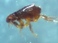 Cat Flea